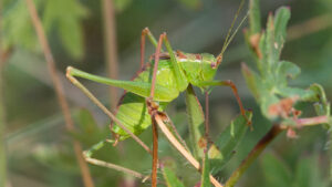 Drøm om gresshopper