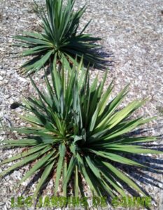 Drøm om yucca