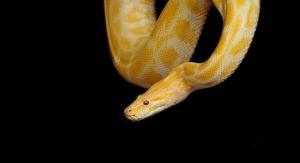 betydningen av drøm med gul slange