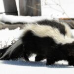 drøm med skunk drom-med-skunk