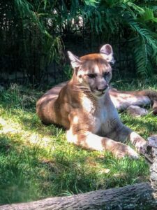 drøm om cougar