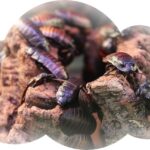 Drøm om levende kakerlakker