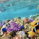 Drøm med koraller