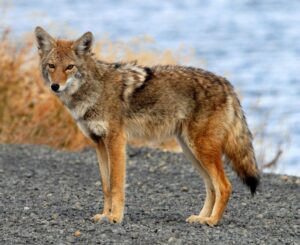 Drøm om coyoter