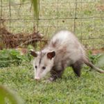 Drøm om opossums
