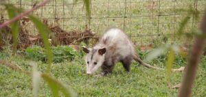 Drøm om opossums