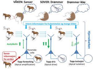 drømmer om universitetet
